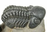 Two Detailed Reedops Trilobite - Atchana, Morocco #251664-5
